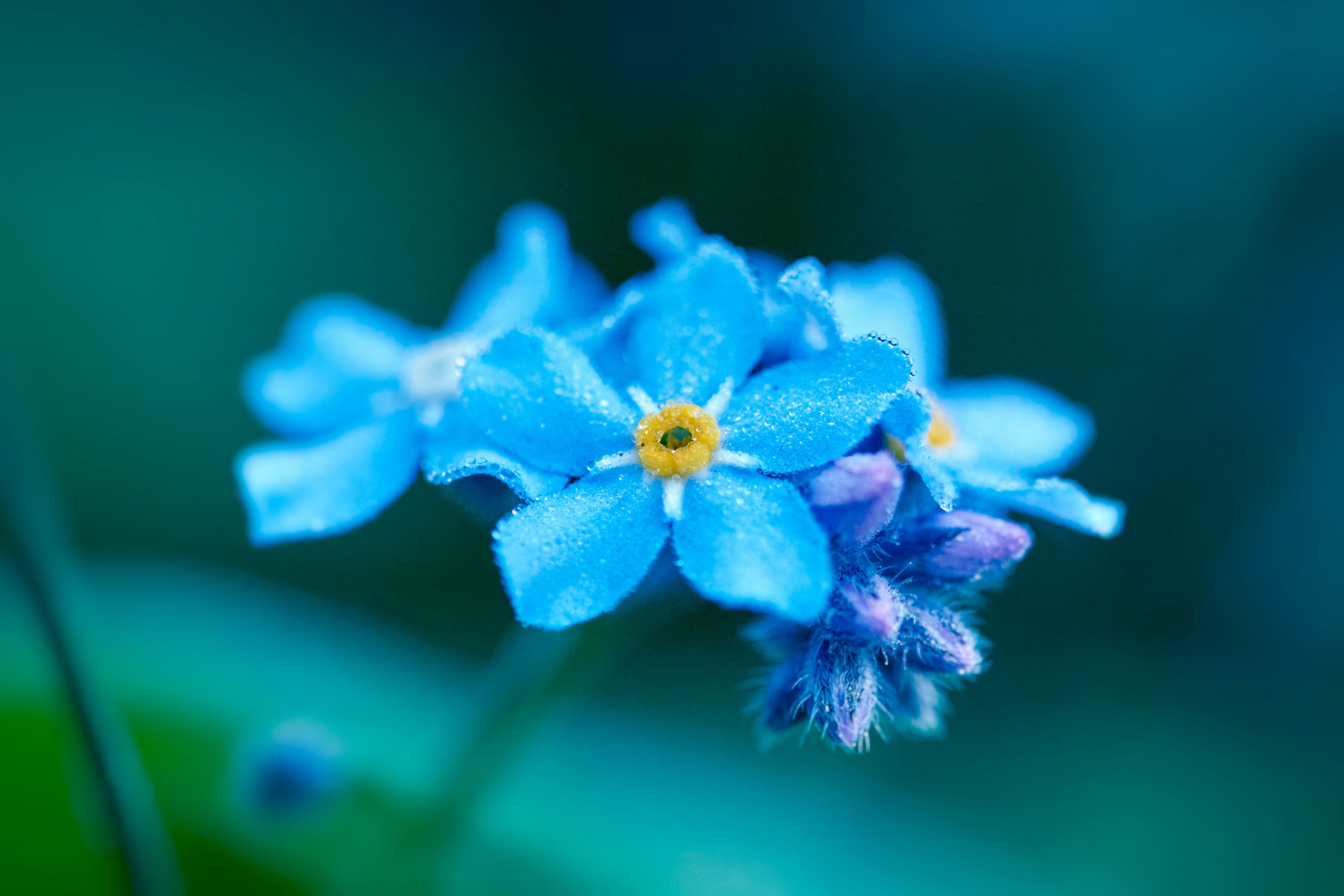 Close-up of vibrant blue forget-me-not flowers showcasing delicate petals and vivid colors.